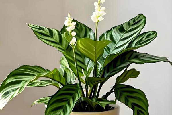 室外阳光下茂盛生长的植物品种，推荐向日葵、炮仗花等