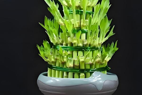 室外阳光下茂盛生长的植物品种，推荐向日葵、炮仗花等