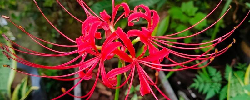 彼岸花的种植方法,适合在微酸性土壤种植