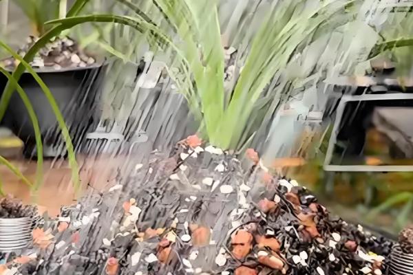 慧兰花多久浇水一次，通常三天浇灌一次