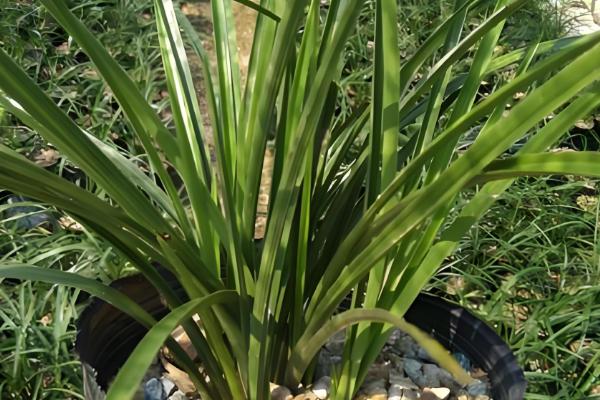 慧兰花多久浇水一次，通常三天浇灌一次