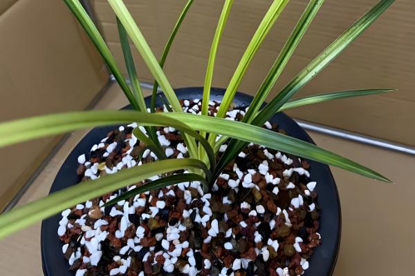 慧兰花多久浇水一次，通常三天浇灌一次