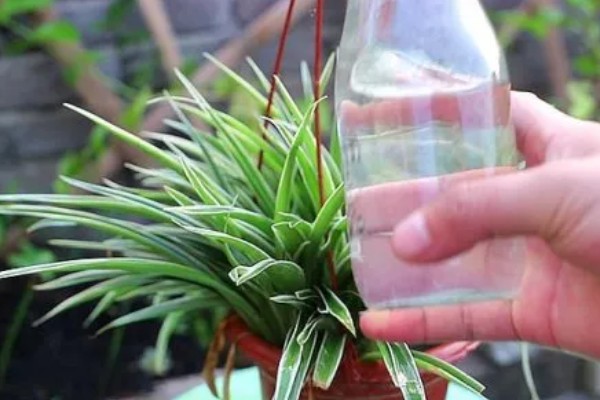 吊兰叶尖发黑干枯的原因,可能是环境不适所致