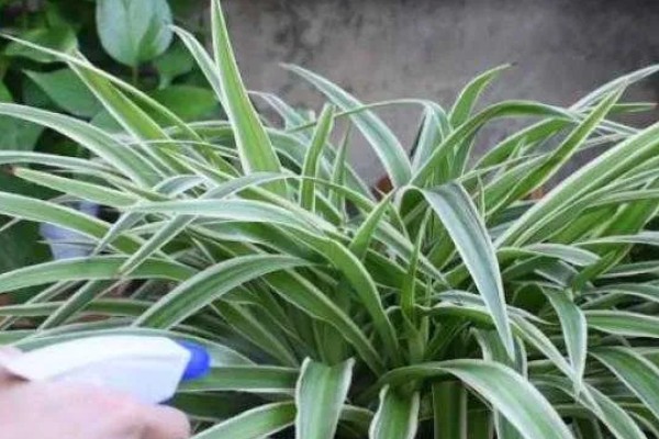 吊兰叶尖发黑干枯的原因,可能是环境不适所致