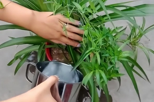 吊兰叶尖发黑干枯的原因,可能是环境不适所致