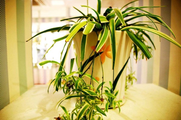 吊兰叶尖发黑干枯的原因,可能是环境不适所致