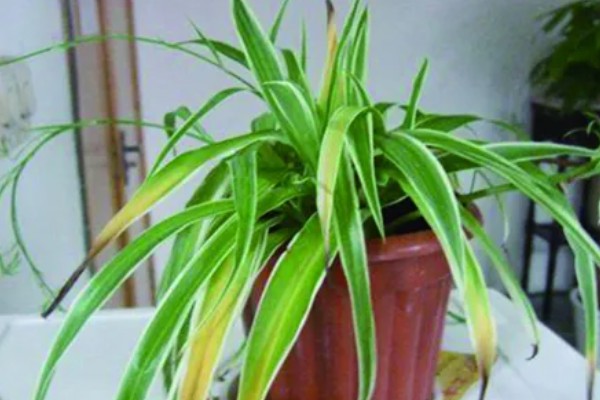 吊兰叶尖发黑干枯的原因,可能是环境不适所致