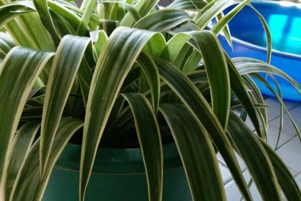 吊兰叶尖发黑干枯的原因,可能是环境不适所致