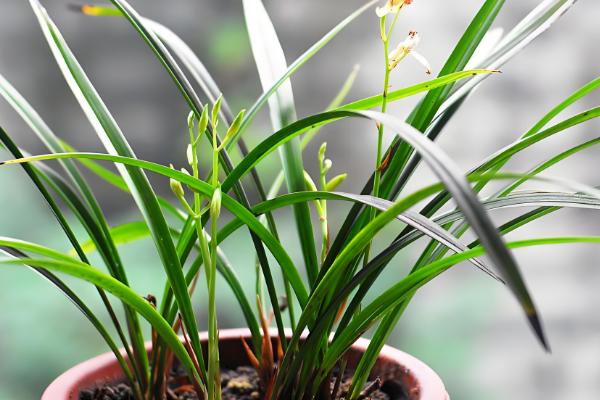 兰花冬天能晒太阳吗,冬天可以晒太阳