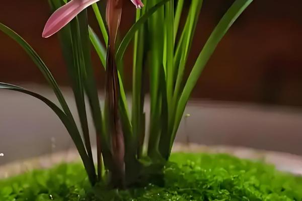 兰花冬天能晒太阳吗,冬天可以晒太阳