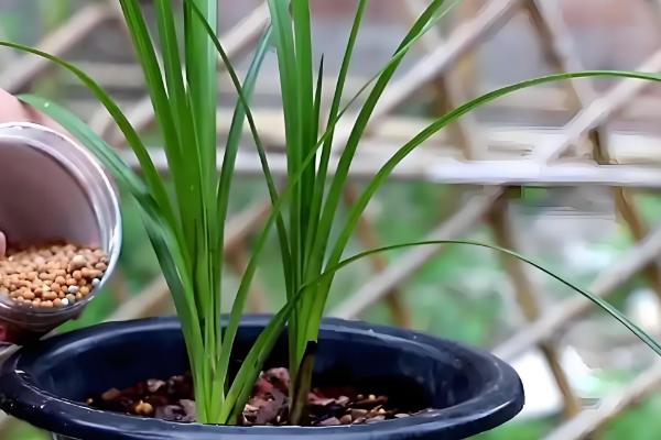 兰花冬天能晒太阳吗,冬天可以晒太阳