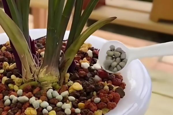 兰花冬天能晒太阳吗,冬天可以晒太阳