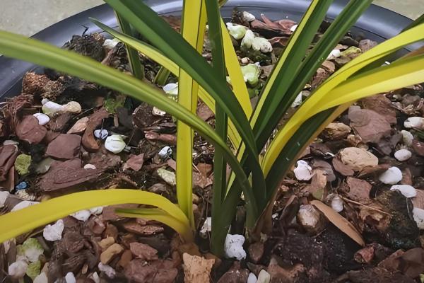 兰花冬天能晒太阳吗,冬天可以晒太阳