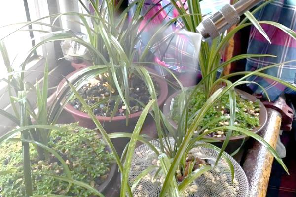 兰花冬天能晒太阳吗,冬天可以晒太阳