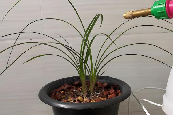 兰花冬天能晒太阳吗,冬天可以晒太阳