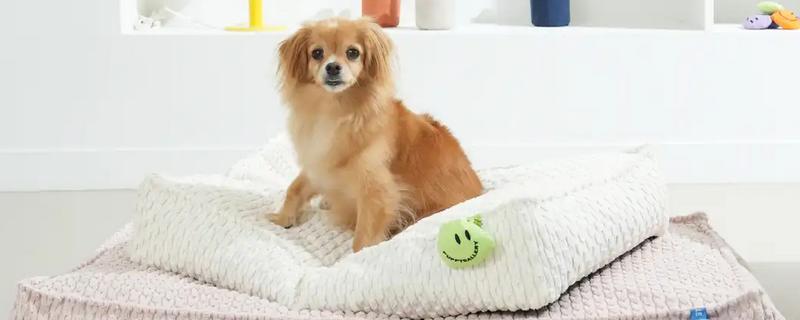 狗狗流鼻涕的原因，鼻涕粘稠可能是细菌或病毒感染