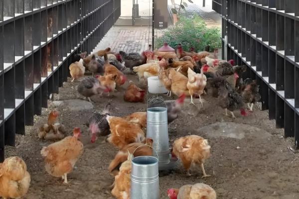 新手养鸡要准备哪些用具，鸡笼、饮水和喂料用具都要备好