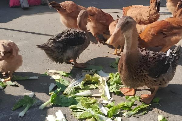 新手养鸡要准备哪些用具，鸡笼、饮水和喂料用具都要备好