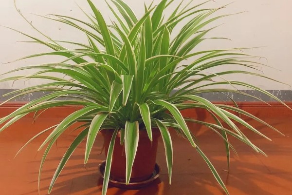 吊兰叶尖发黑干枯的原因,可能是环境不适所致