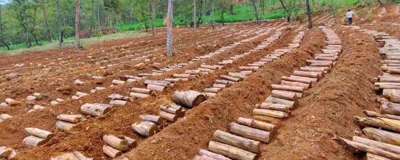 茯苓的种植方法，茯苓接种分春、秋两季