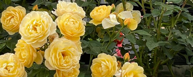 黄玫瑰的花语，寓意美好的友情、逝去的爱等