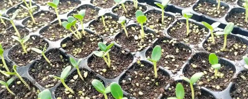甜瓜的播种方法，催芽后每个营养钵播种2粒