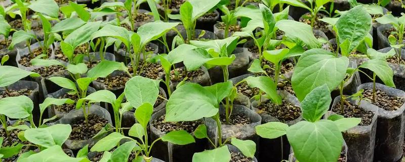 茄子怎么育苗,缓苗后要降温降湿