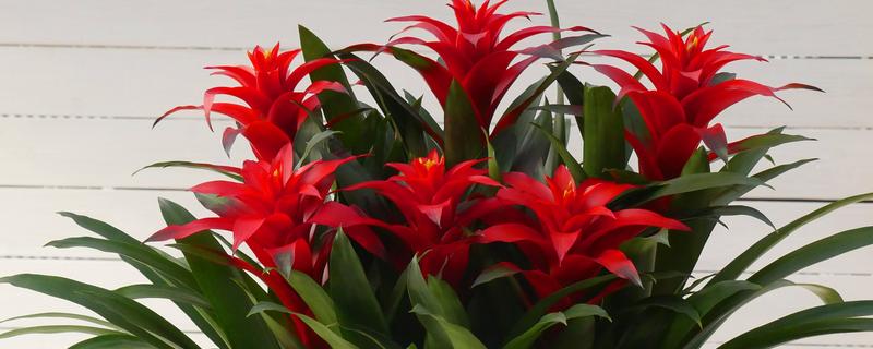 鸿运当头的养殖方法,pH值在5-5.5之间最为适宜