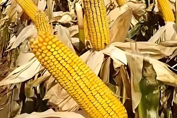 德美1号玉米种的简介,从出苗至成熟需要128天左右