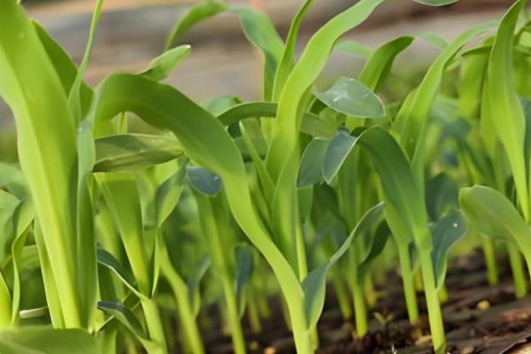 德美1号玉米种的简介,从出苗至成熟需要128天左右