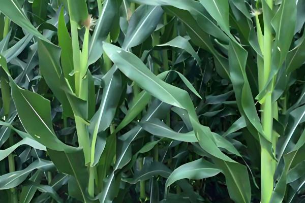 德美1号玉米种的简介,从出苗至成熟需要128天左右