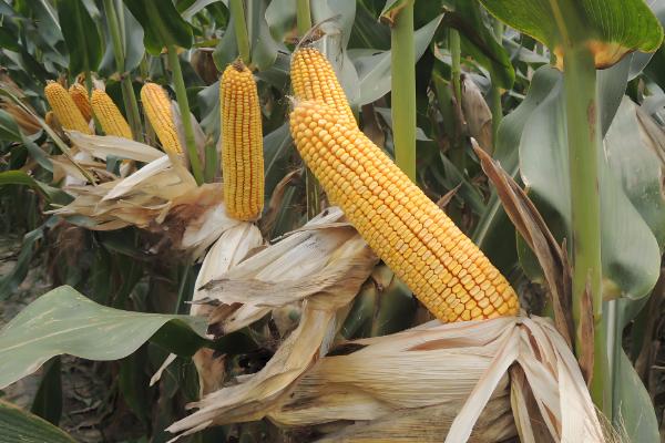 德美1号玉米种的简介,从出苗至成熟需要128天左右