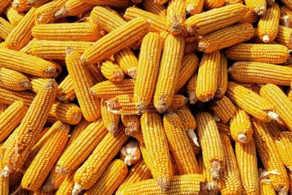 德美1号玉米种的简介,从出苗至成熟需要128天左右