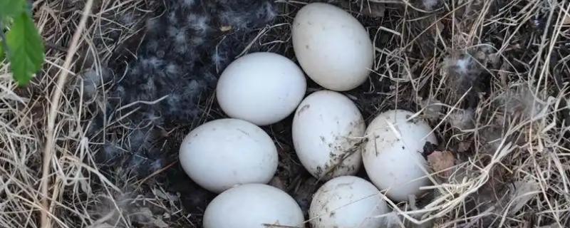 野鸭蛋的孵化周期，一般为27-28天左右