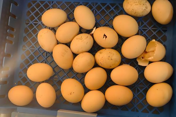 25天了小鸡还不啄壳怎么处理，可能是鸡舍湿度不够所致