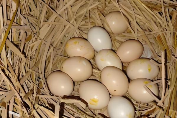 25天了小鸡还不啄壳怎么处理，可能是鸡舍湿度不够所致