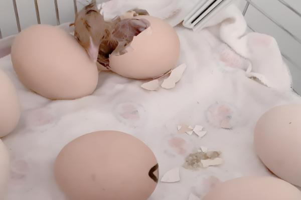 25天了小鸡还不啄壳怎么处理，可能是鸡舍湿度不够所致