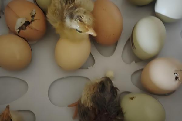 25天了小鸡还不啄壳怎么处理，可能是鸡舍湿度不够所致