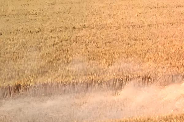 小麦的播种和收割时间，春小麦在3-4月份播种、7月份收获