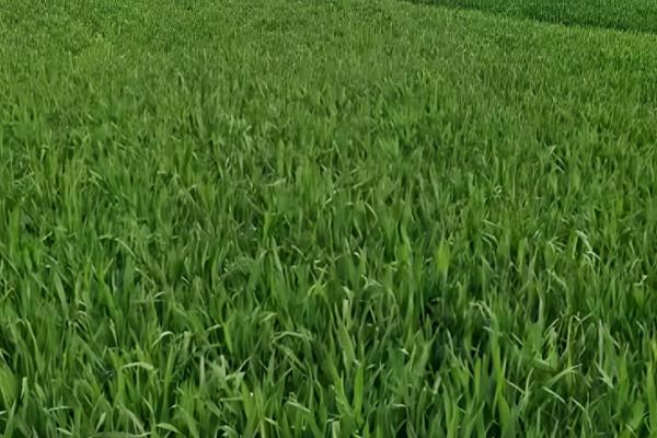 小麦的播种和收割时间，春小麦在3-4月份播种、7月份收获