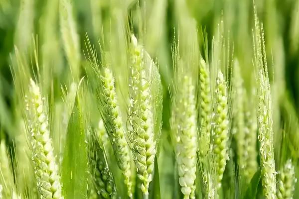 小麦的播种和收割时间，春小麦在3-4月份播种、7月份收获