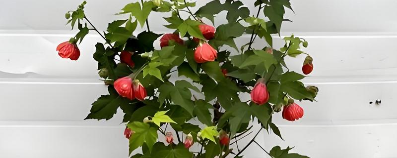 怎么修剪纹瓣悬铃花，修剪后要喷洒水雾