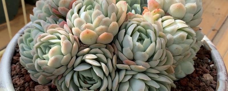 多肉零上3度可以放室外吗,不可以放室外