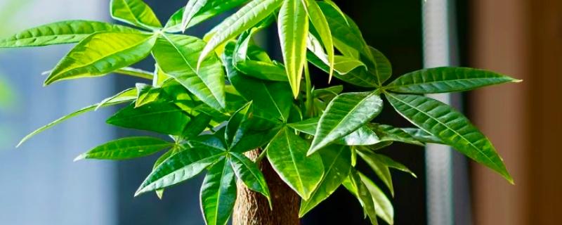 砍头的发财树可以长高吗,是不会再长高了