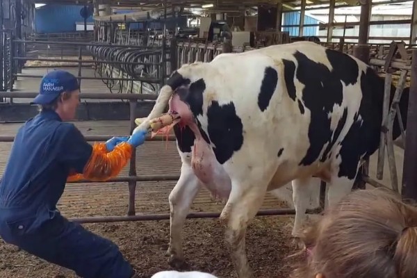 母牛羊水破后过多长时间会产犊,如果是顺产经过30分钟左右就会分娩