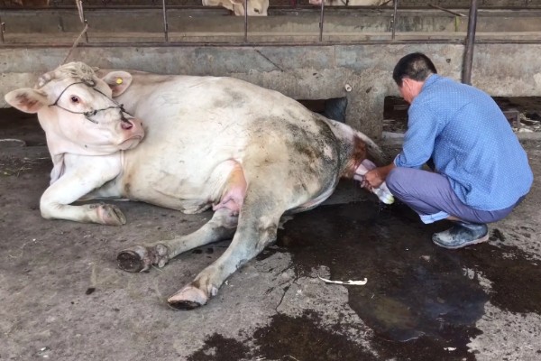 母牛羊水破后过多长时间会产犊,如果是顺产经过30分钟左右就会分娩