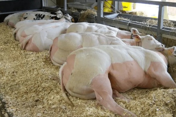 母牛羊水破后过多长时间会产犊,如果是顺产经过30分钟左右就会分娩