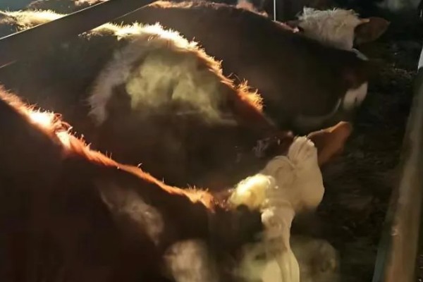 母牛羊水破后过多长时间会产犊,如果是顺产经过30分钟左右就会分娩