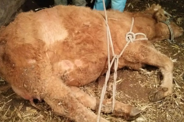 母牛羊水破后过多长时间会产犊,如果是顺产经过30分钟左右就会分娩