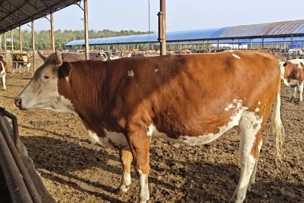 母牛羊水破后过多长时间会产犊,如果是顺产经过30分钟左右就会分娩